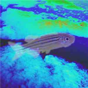 Azargabra - Zebrafish download free
